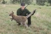 Wallaby hunting