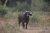 bawół w Parku Krugera