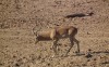 srebrnomedalowa impala - około 22 cale
